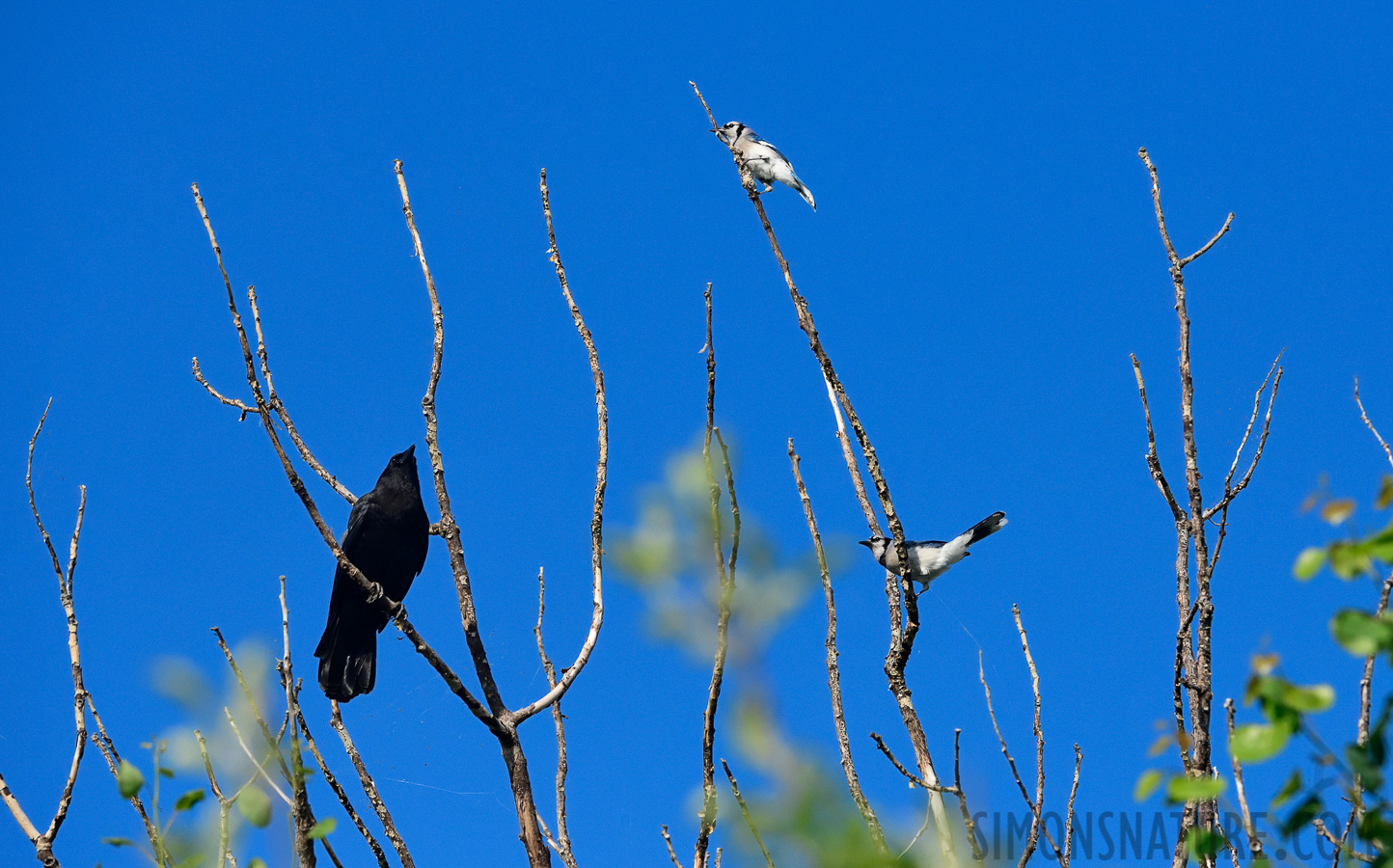 [240 mm, 1/5000 Sek. bei f / 7.1, ISO 1600]